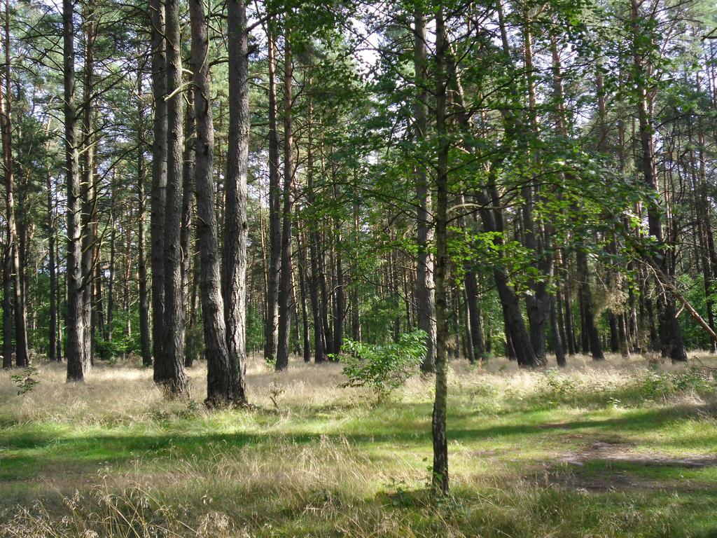 Kastavengrund - Ferienhaeuser Mit Kamin Lychen Exteriér fotografie